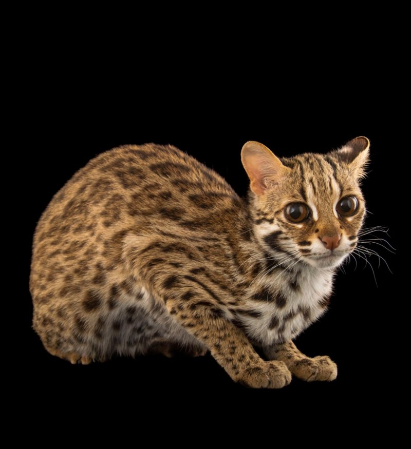Prionailurus bengalensis