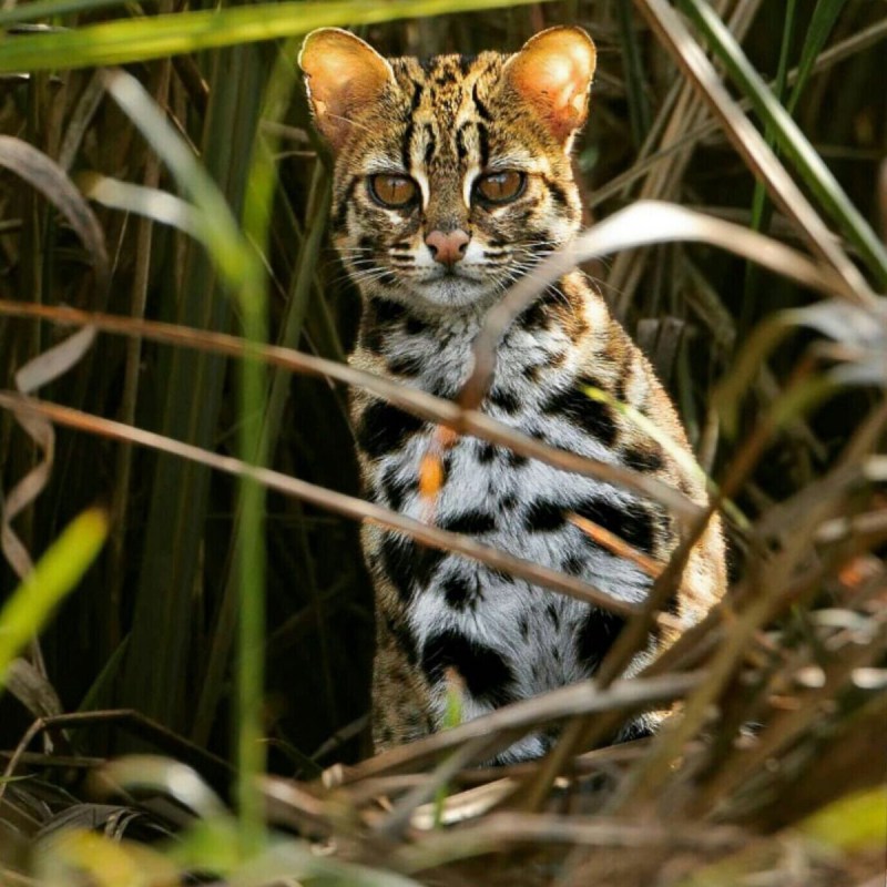 Бенгальский кот дикий