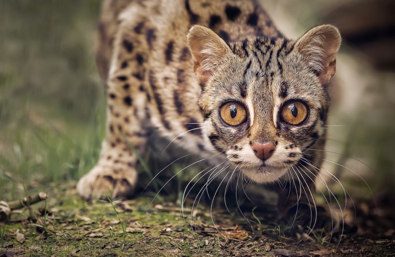 Бенгальская кошка Дикая