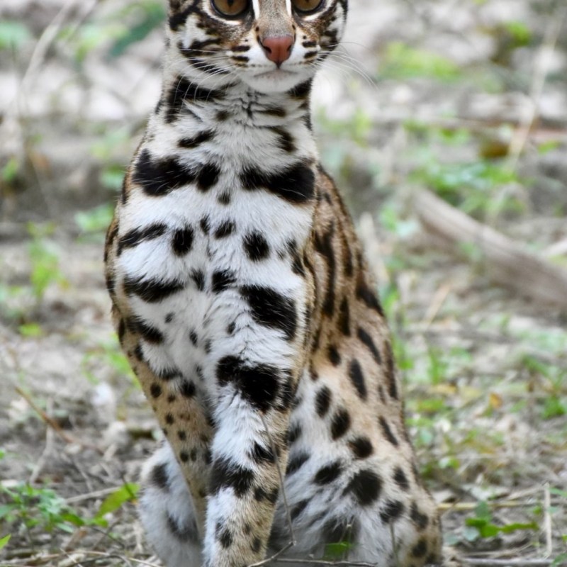 Лесная Бенгальская кошка