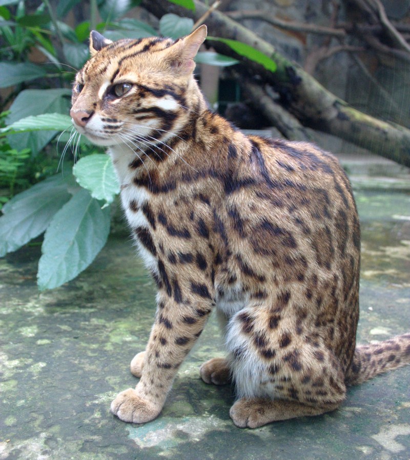 Бенгальская кошка