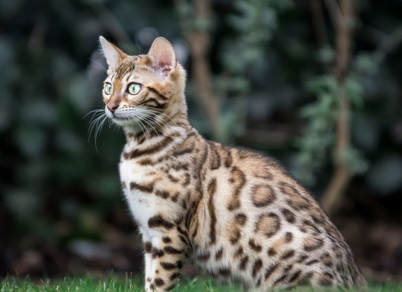 Prionailurus bengalensis