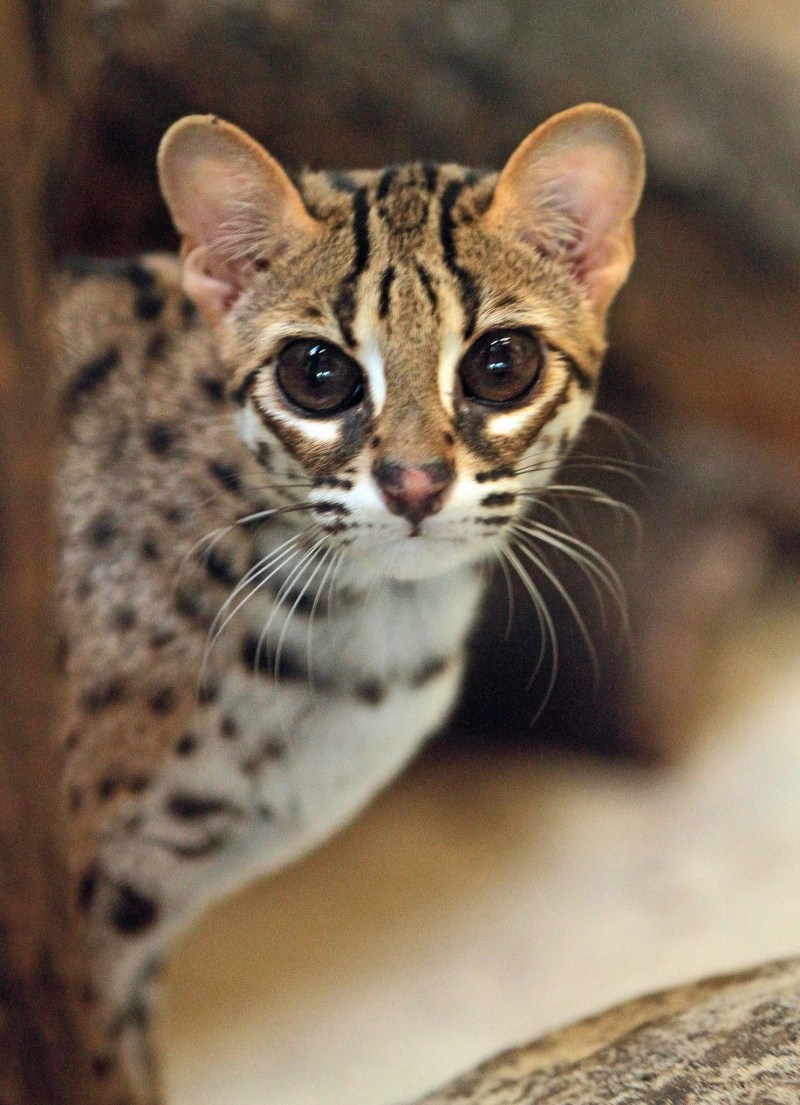 Prionailurus bengalensis