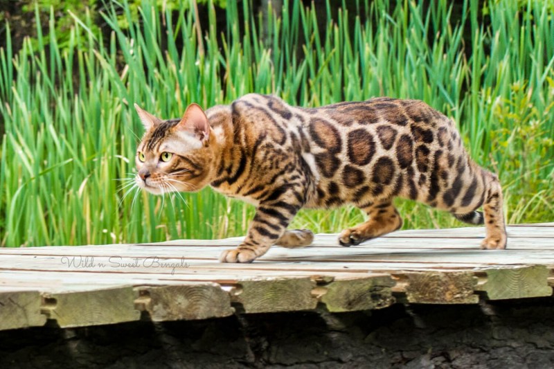 Бенгальская кошка гибрид