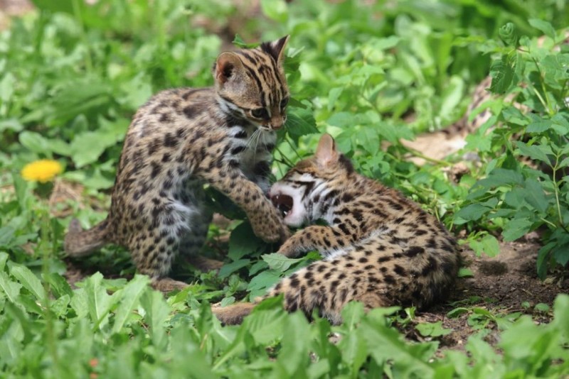 Prionailurus bengalensis