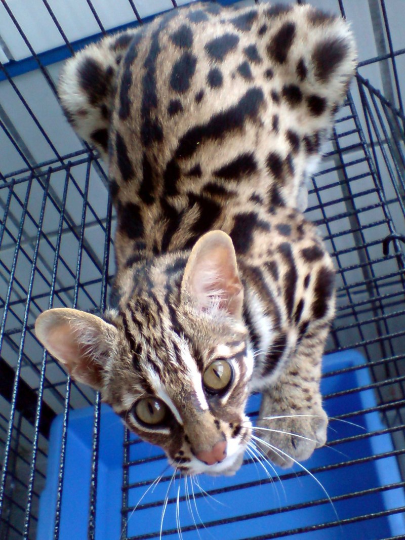 Prionailurus bengalensis bengalensis