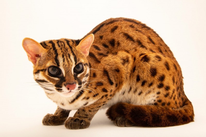 Prionailurus bengalensis