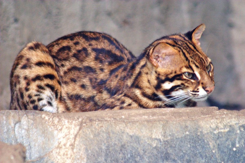 Prionailurus bengalensis
