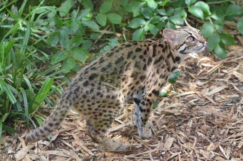 Леопардовой кошки Prionailurus bengalensis