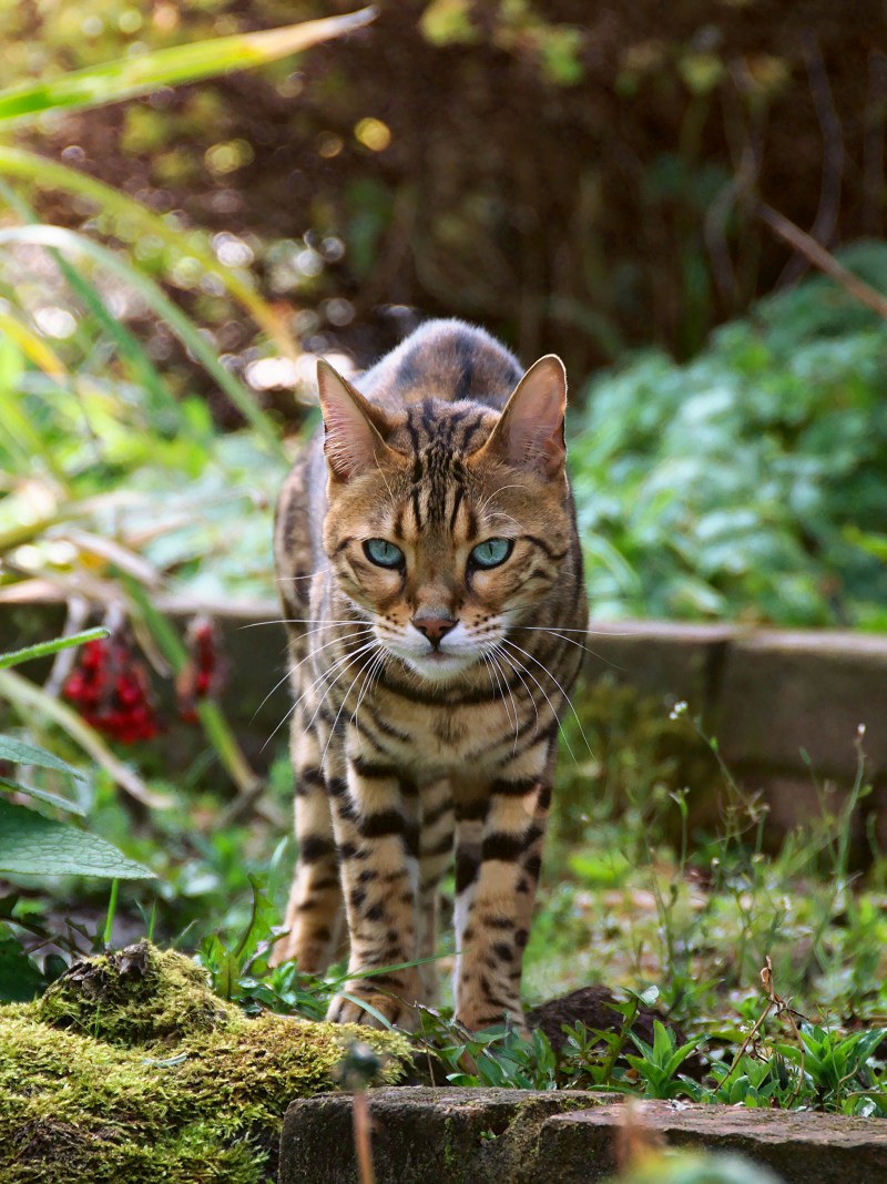 Лесная Бенгальская кошка