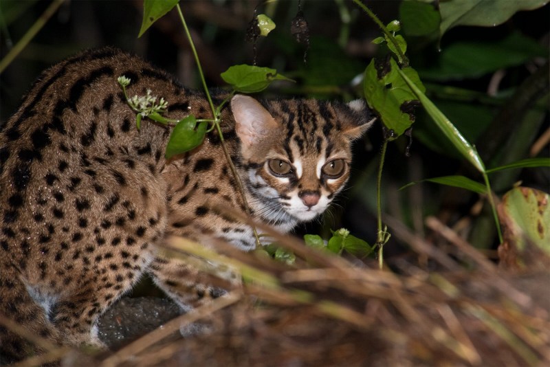 Prionailurus bengalensis