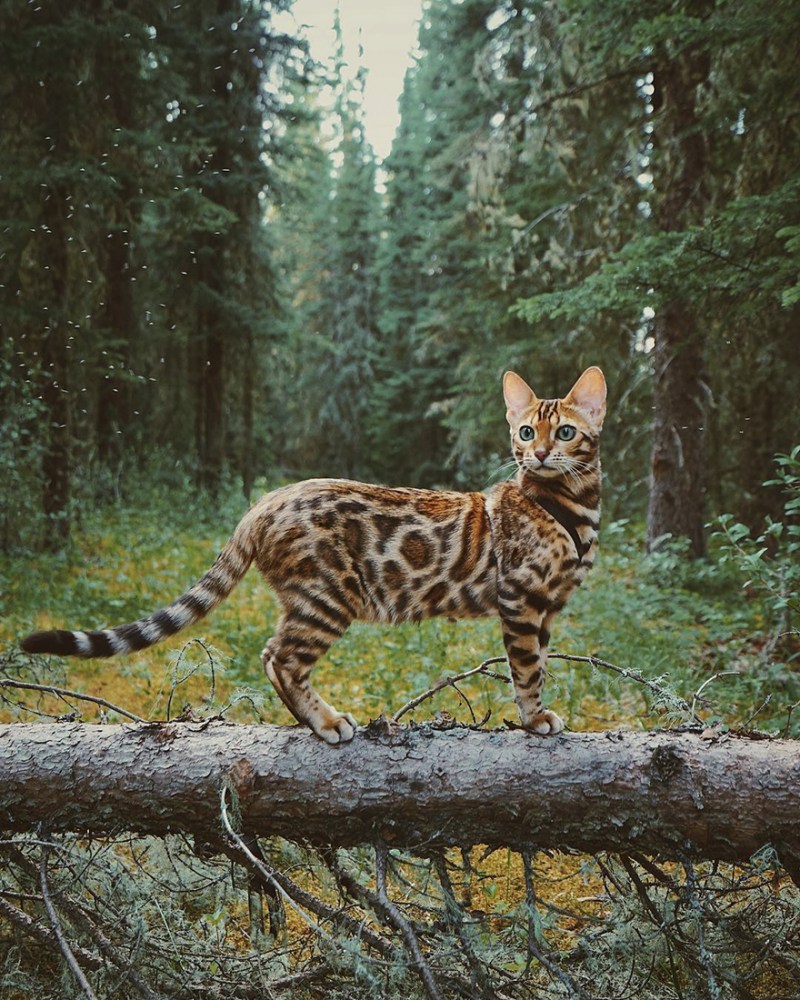 Бенгальская кошка