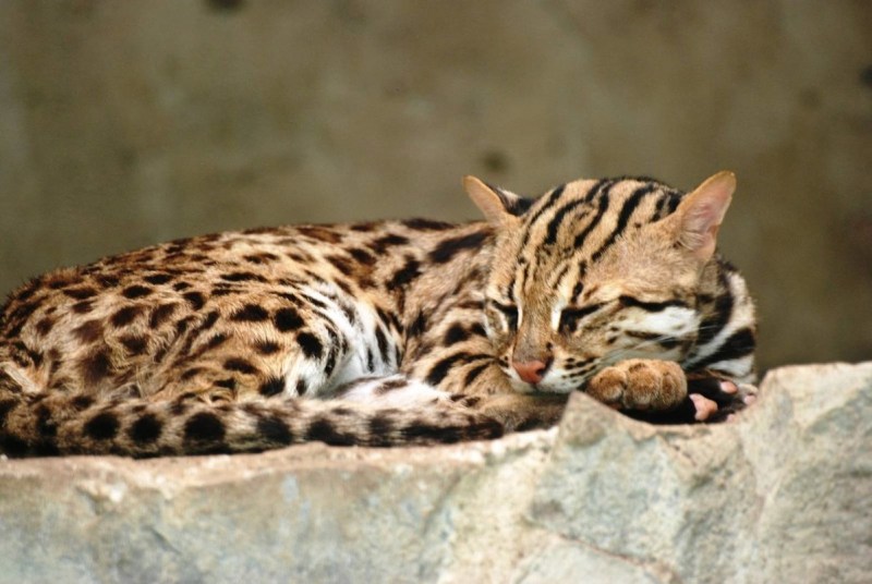 Дальневосточный Лесной кот (Prionailurus bengalensis euptilurus)