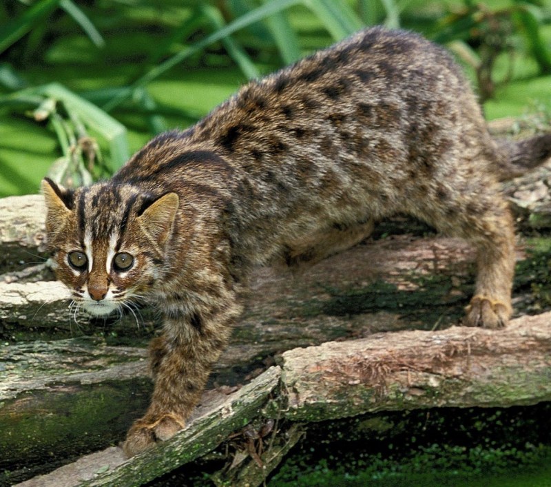Леопардовый кот (Prionailurus bengalensis)