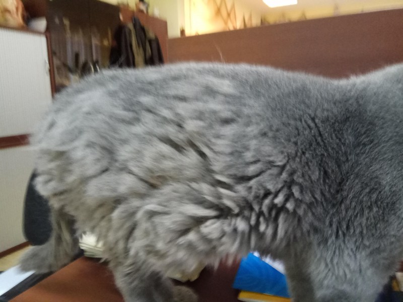 У кота выдран клок шерсти