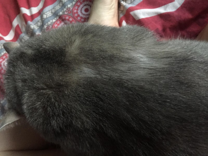 Лишай на животе у котенка