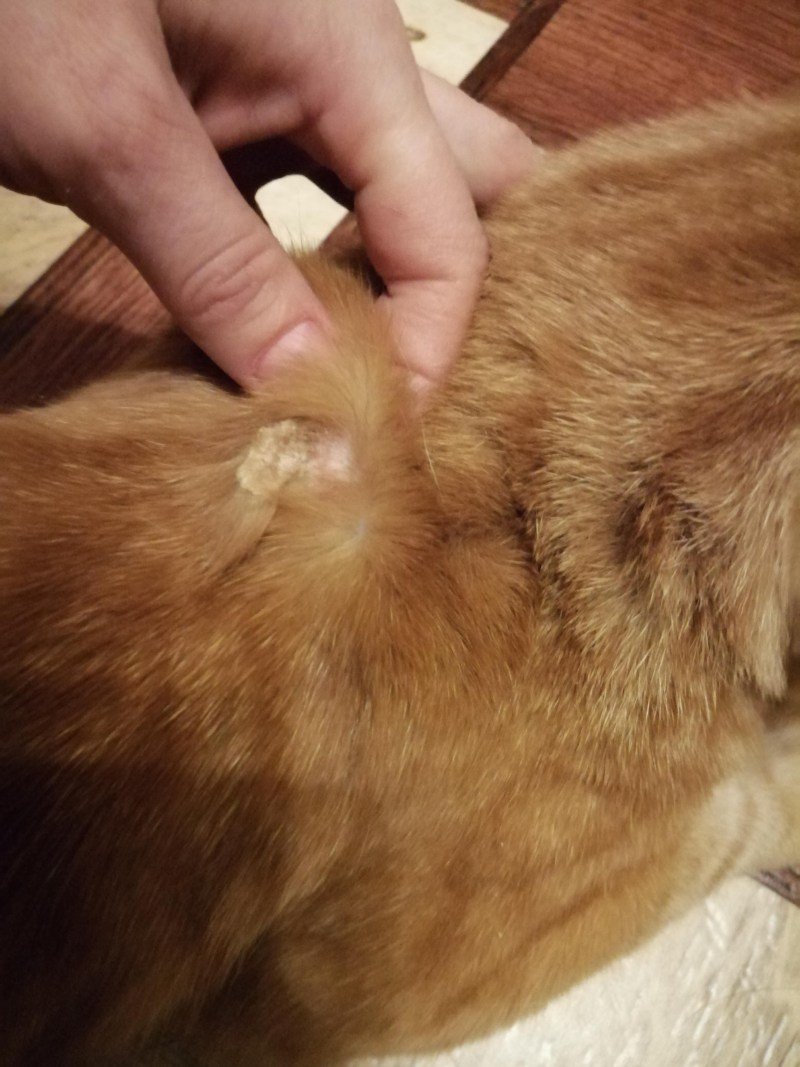 Лишайные проплешины у кошек