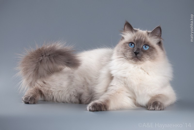 Невская маскарадная кошка
