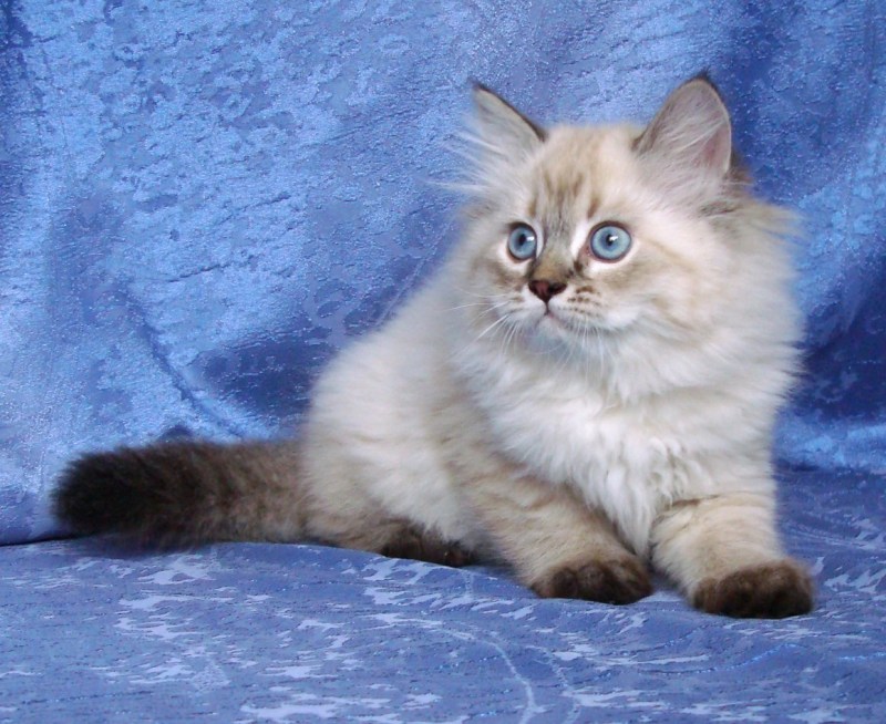 Невская маскарадная кошка