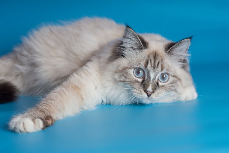 Невская маскарадная кошка короткошерстная
