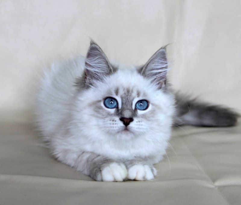 Кошка немецкая маскарадная