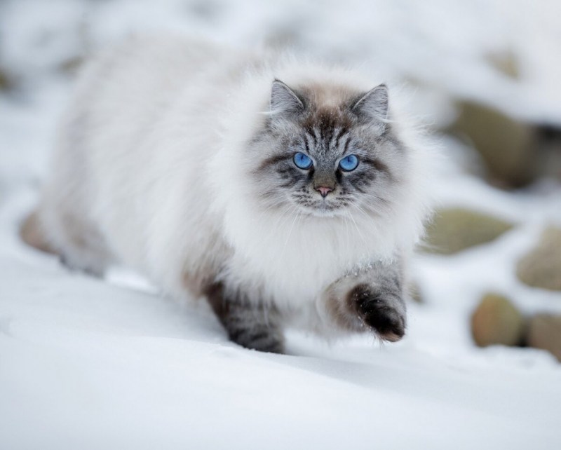 Невская маскарадная кошка зимой