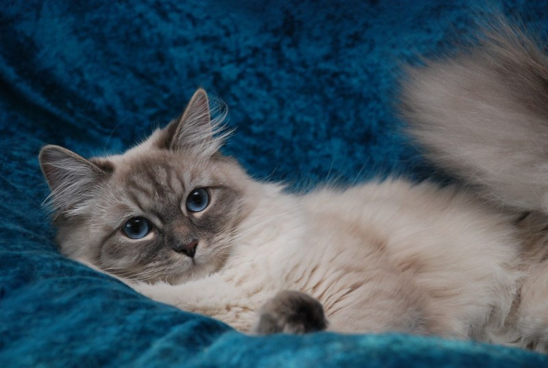 Невская маскарадная кошка короткошерстная