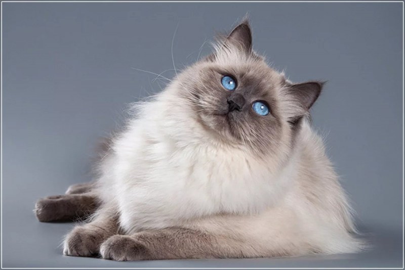 Невская кошка Невская маскарадная