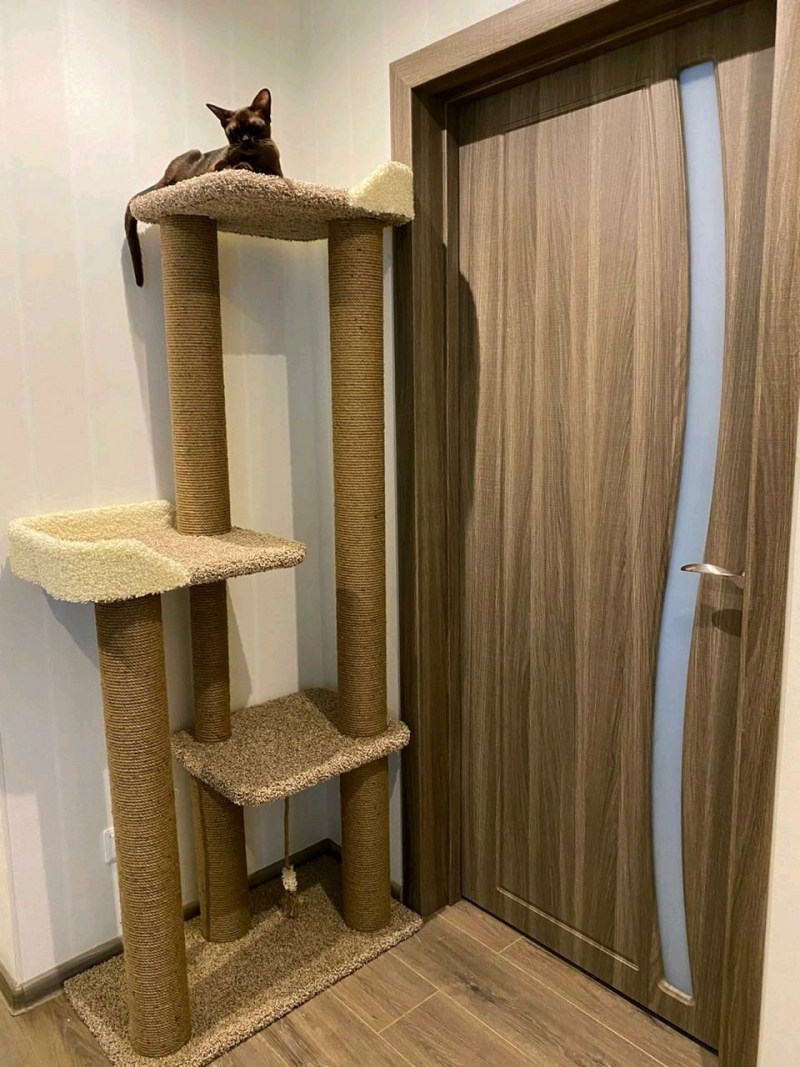 Кошачий комплекс