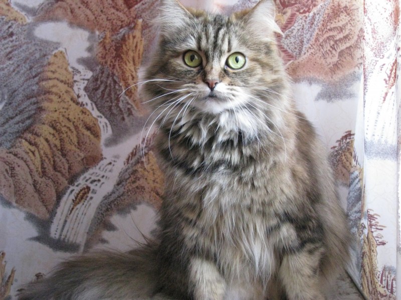 Сибирский кот метис