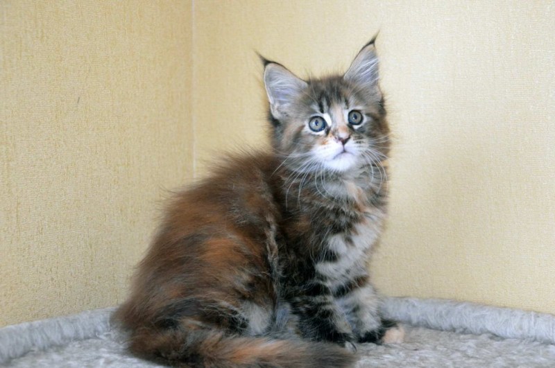 Сибирская среднешерстная кошка