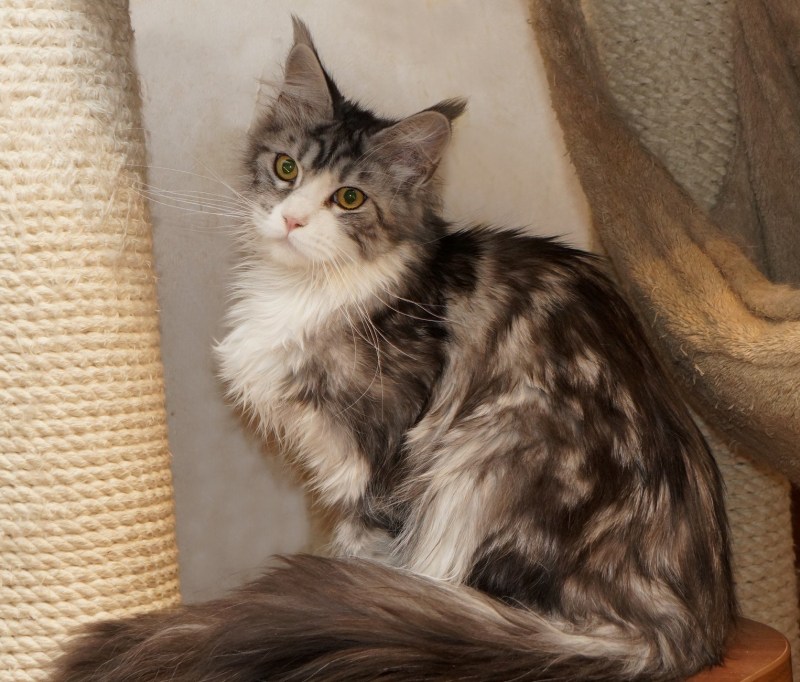 Шотландская кошка метис с сибирской