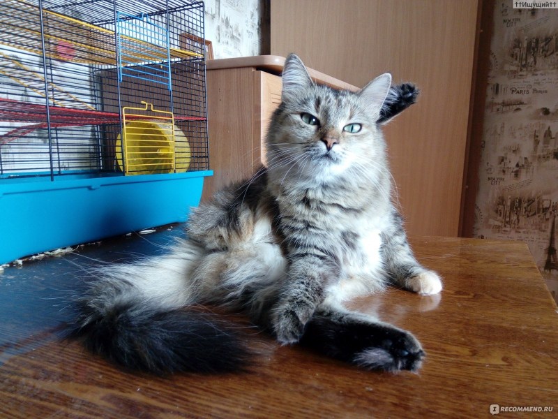 Сибирский кот голубой табби