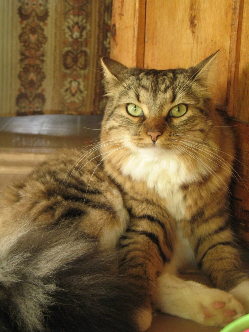 Сибирская кошка ЦЕОКЭТ