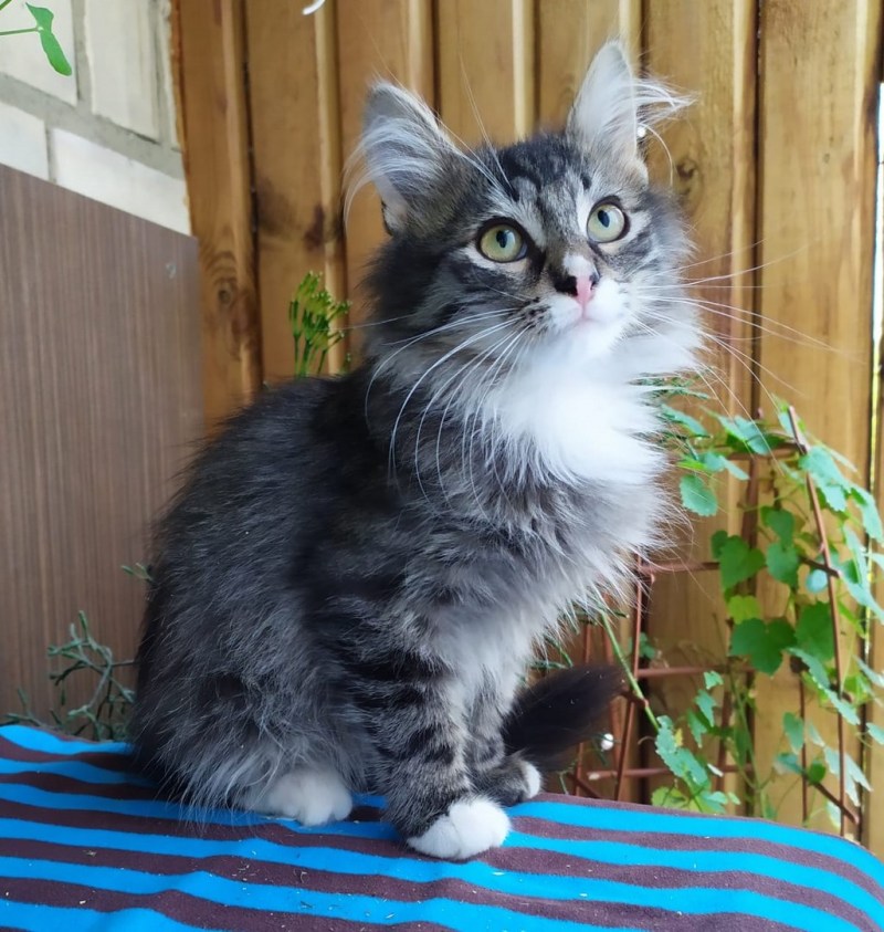 Сибирский кот метис
