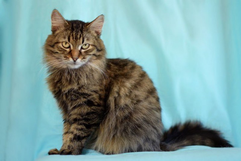 Сибирский кот метис