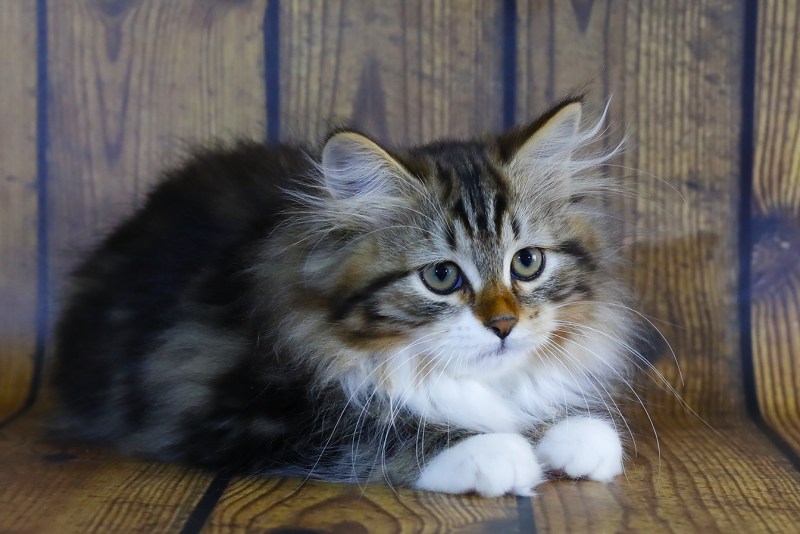 Сибирский кот метис