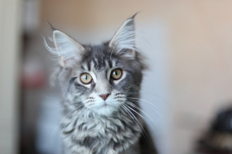 Норвежская Лесная кошка короткошерстная