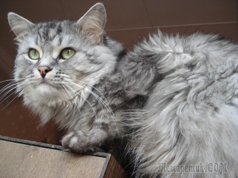 Сибирский кот метис