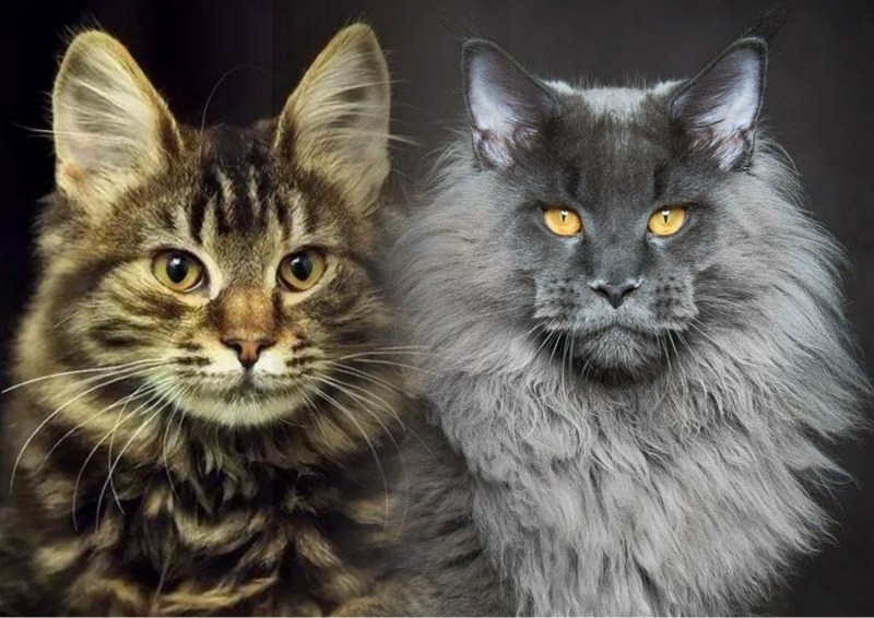 Котята Мейн кун и шотландец