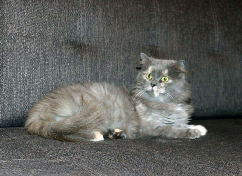 Кошка Мейкуй Сибирская