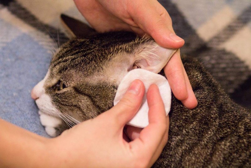 Котик лечится