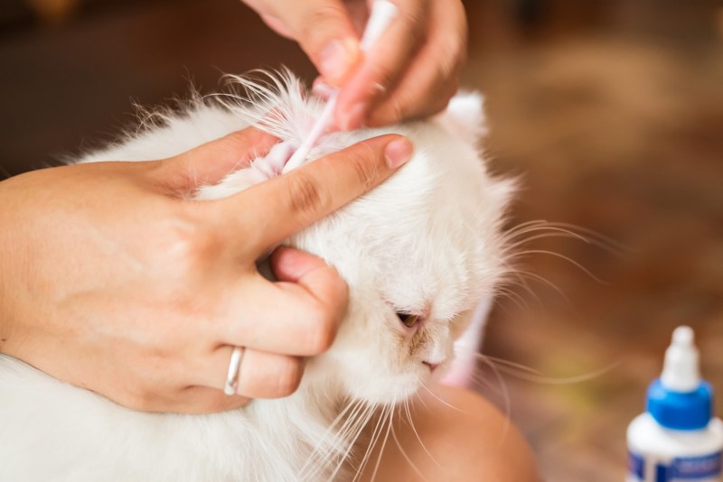 Ветеринар гладит котенка