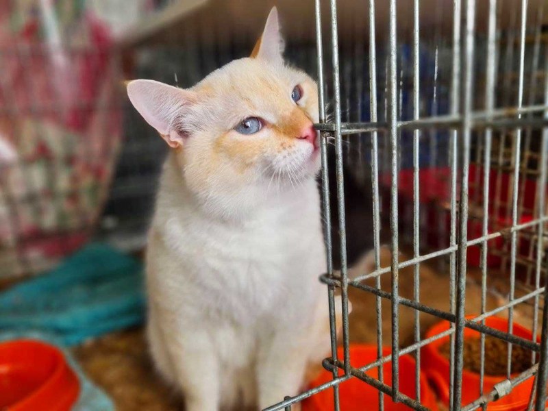 Идущий Леонардо ДИКАПРИО