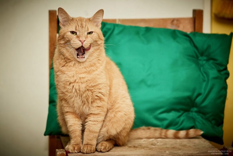 Фото кота Леонардо