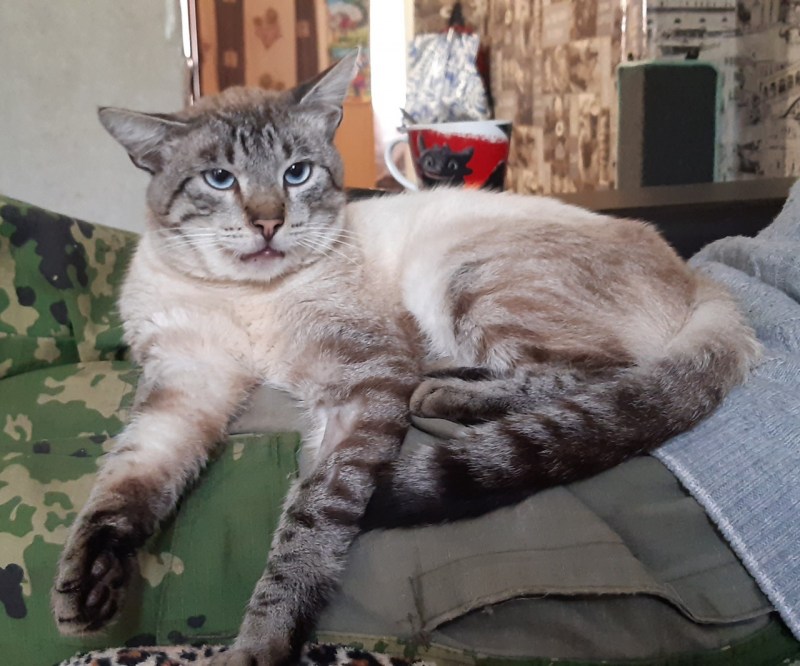 Миролюбивый кот