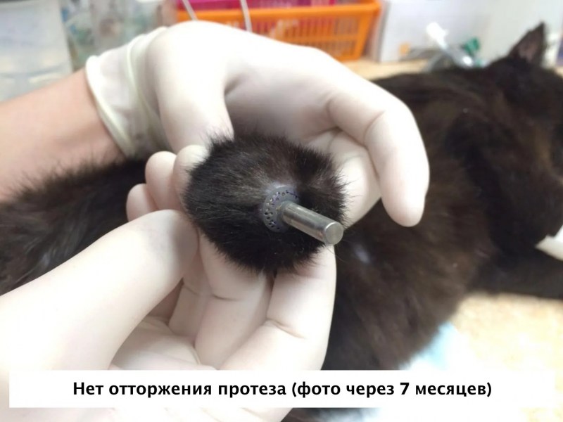 Лапка кота