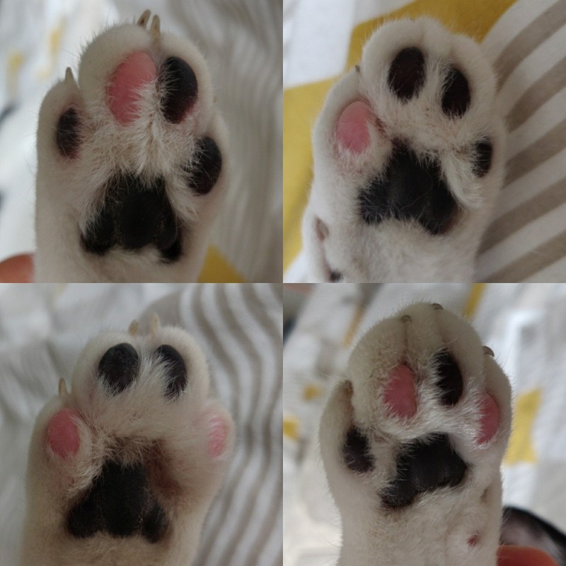 Кошка выпускает когти