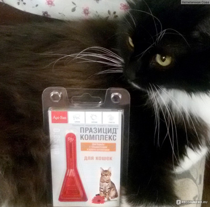 Избавиться от запаха кошачьей мочи