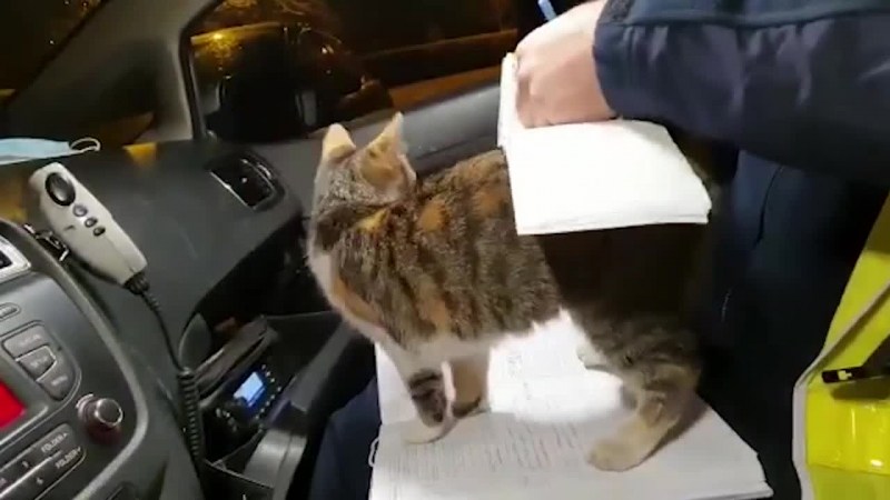 Куда наливать средство от блох коту